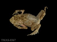 藏品(盤古蟾蜍)的圖片